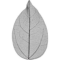 504494_1skeleton leaves black.jpg