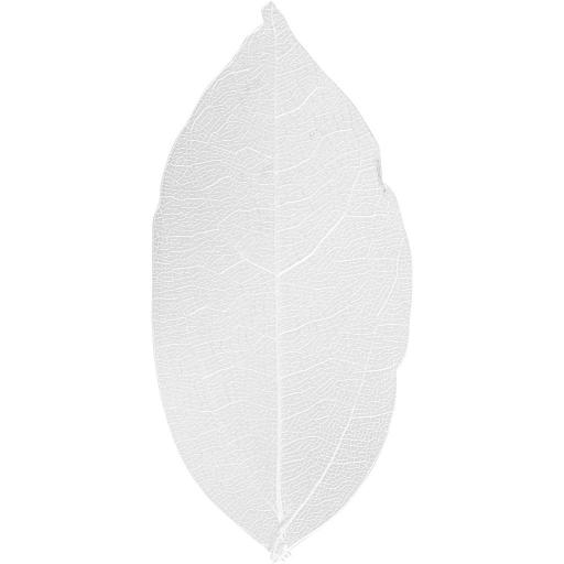 Skeleton Leaves, L: 6-8 cm, White, 20 pc, 1 Pack