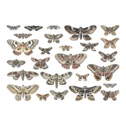 Transparencies, Moths Tim Holtz Idealogy2.jpg